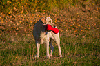 standing Labrador Retriever