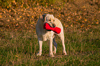 standing Labrador Retriever