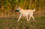 running Labrador Retriever