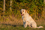 sitting Labrador Retriever