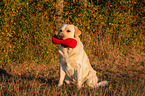 sitting Labrador Retriever