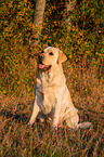 sitting Labrador Retriever