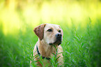 Labrador Retriever Portrait
