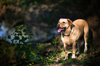 Labrador Retriever