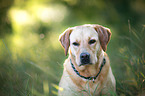 Labrador Retriever Portrait