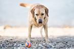 Labrador Retriever with ball
