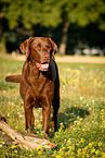 standing Labrador Retriever