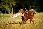 Labrador on rabbit hunt