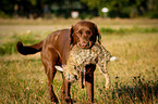 Labrador on rabbit hunt