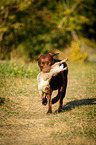 Labrador on rabbit hunt