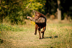 Labrador on rabbit hunt