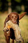 Labrador on rabbit hunt
