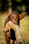 Labrador on rabbit hunt