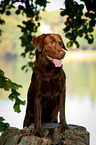 Labrador Retriever