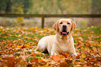 lying Labrador Retriever
