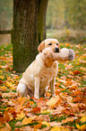 sitting Labrador Retriever