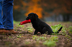 Labrador Retriever Puppy