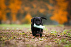 Labrador Retriever Puppy