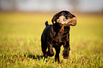 Labrador Retriever Puppy