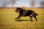 running Labrador Retriever