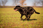 running Labrador Retriever