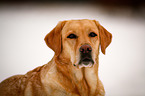 Labrador Retriever Portrait