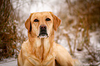 Labrador Retriever Portrait