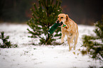 running Labrador Retriever