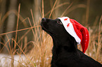 young Labrador Retriever