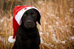 young Labrador Retriever