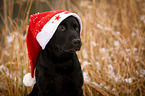 young Labrador Retriever