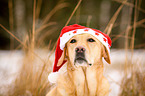 Labrador Retriever Portrait