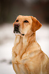 Labrador Retriever Portrait