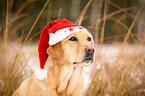Labrador Retriever Portrait