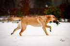 running Labrador Retriever