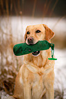 Labrador Retriever Portrait