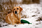 lying Labrador Retriever