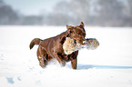 running Labrador Retriever