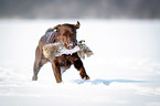 running Labrador Retriever