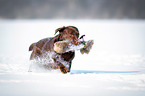 running Labrador Retriever