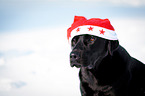 Labrador Retriever Portrait
