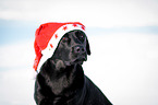 Labrador Retriever Portrait