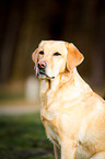 Labrador Retriever Portrait