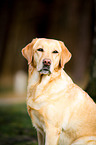 Labrador Retriever Portrait