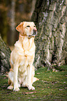 sitting Labrador Retriever