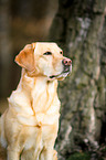 Labrador Retriever Portrait