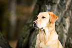 Labrador Retriever Portrait
