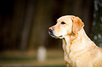 Labrador Retriever Portrait