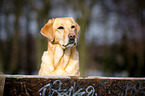 Labrador Retriever Portrait