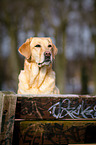 Labrador Retriever Portrait